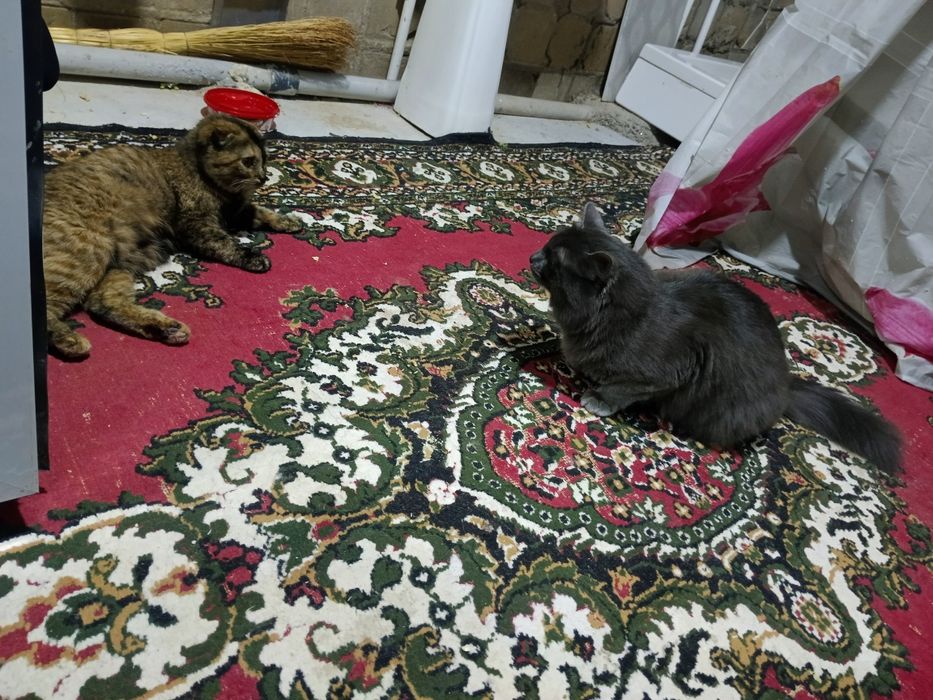 Продам пародистого кота 1года нет ещё