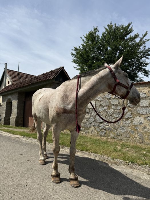 Iapă Appaloosa de vânzare – 9 ani, cal de călărie