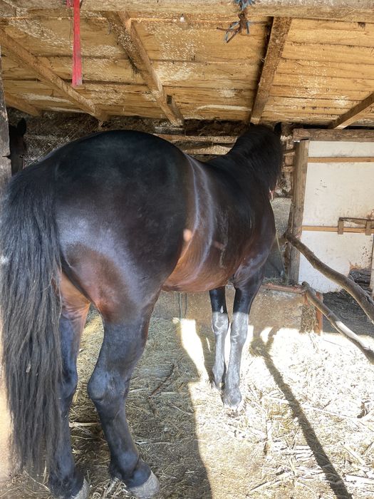 Vand armasar talie mare friz cu trapas