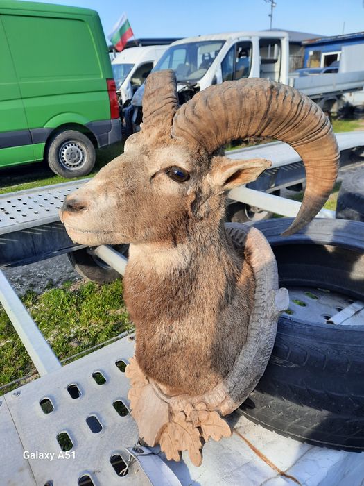 Трофей МУФЛОН...