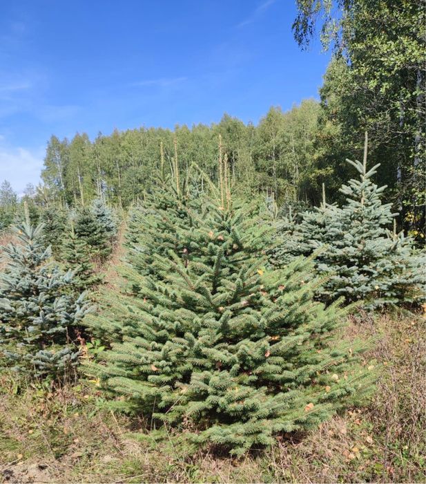 Brad argintiu si brad verde