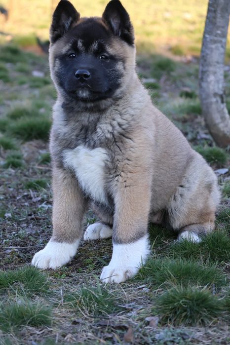 Femela akita american