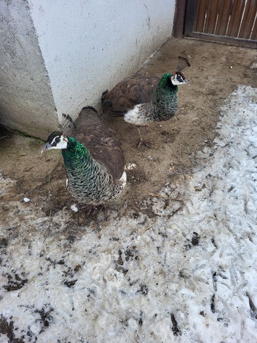 Vănd  o Păunita sau schimb cu  Păun