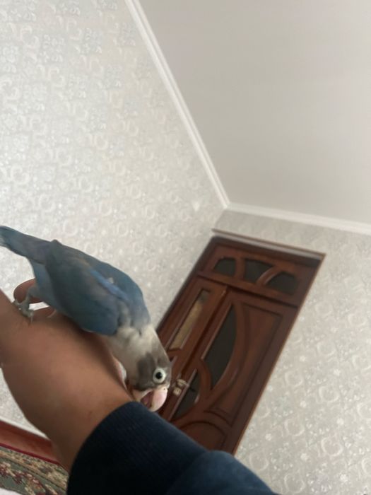 Продается ручной неразлучник