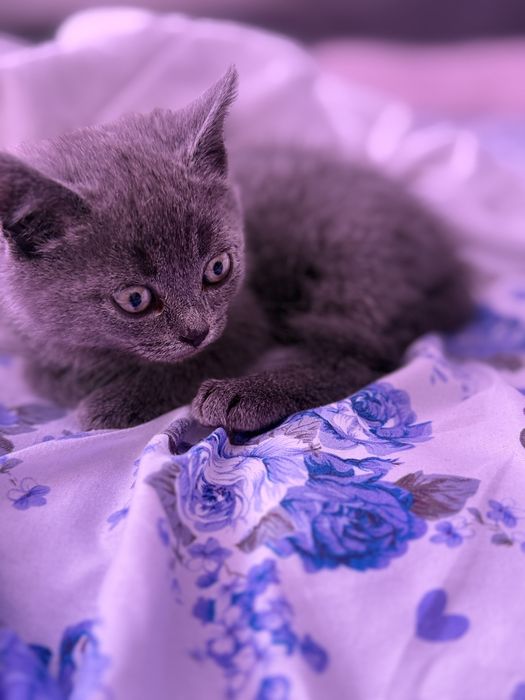 Британский Котенок домашний, Лео