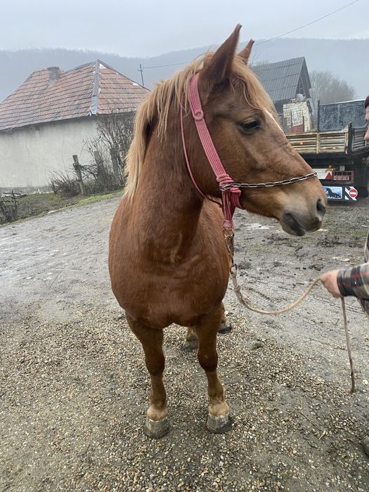 Vand iapa sarga de 3 ani