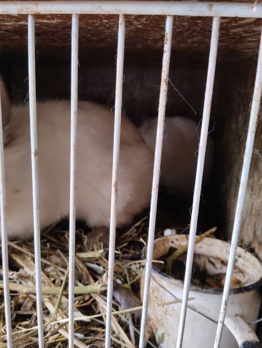 Кролики декаративные