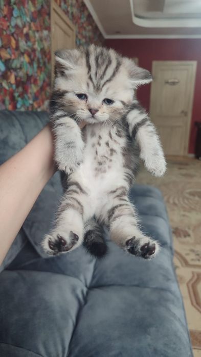 КотЯта ШотлаНдцы