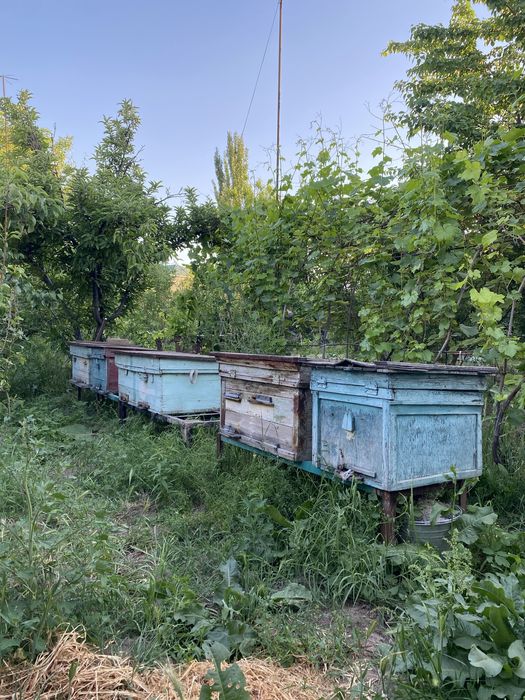 Продается осы с медом внутри, полный комплект с недогонкой