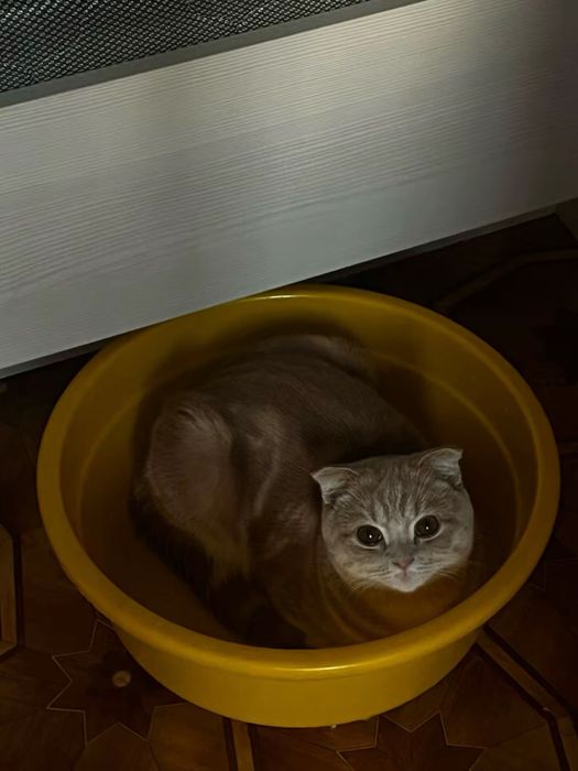 Кот шатланский рыжий