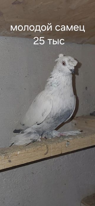 Голуби молодые по игре