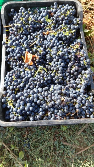 Struguri de vin si must din struguri albi