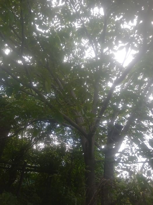 Орех Манжурский ( Дальневосточный)