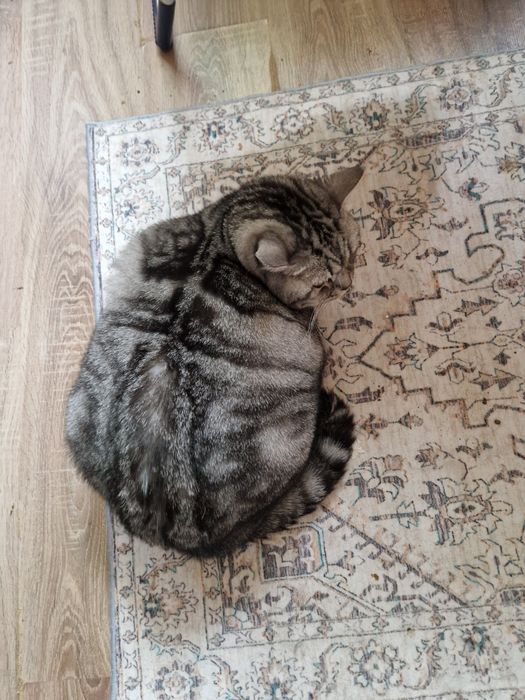 Найдена домашний кот