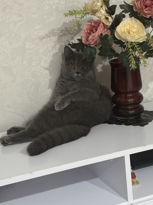 Продам котика,британца