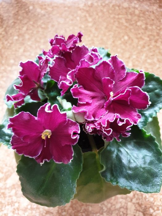 Цветущие, сортовые фиалки