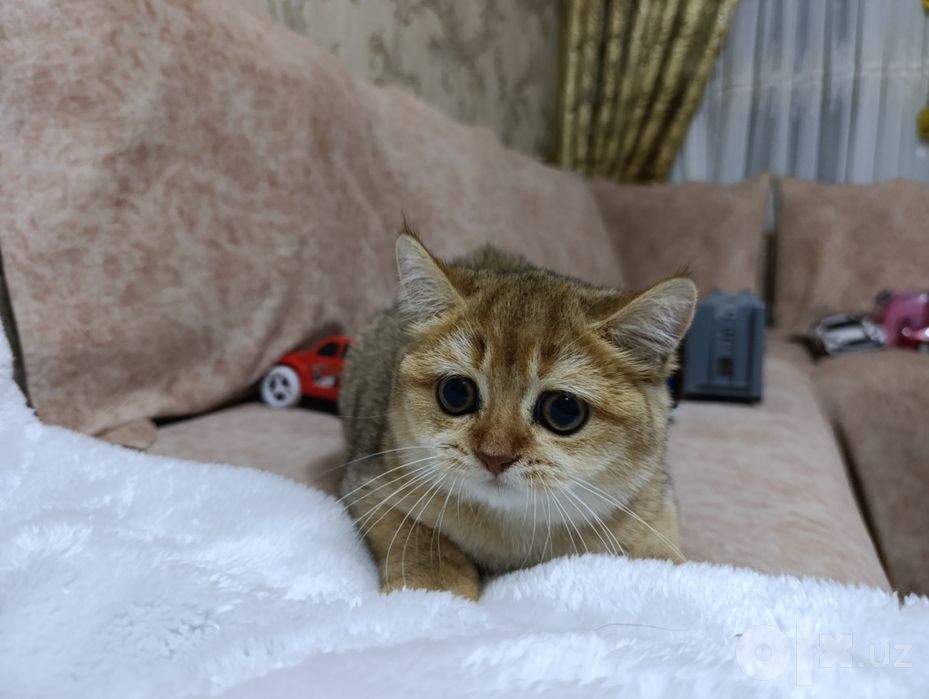 Золотая шиншилла