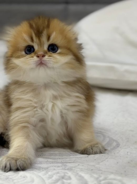 Скотиш фолд золотая шиншилла девочка