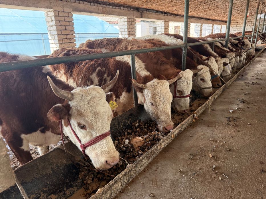 Sigir sotiladi qora mol chorva