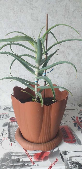 Продам алое, лечебное растение 3 летнее