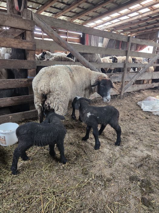 Vand oaie suffolk cu 2 miei