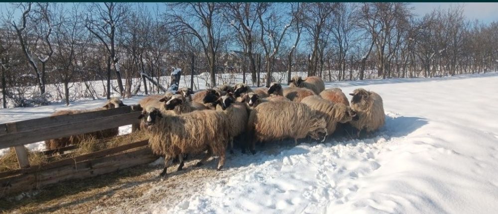 Vând 1000 oi bune breze