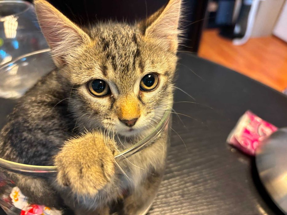 Adoptie 3 pisoi dragalasi de max 2 luni, testati, deparazitati intern si extern, 2 baietei si o fetita.