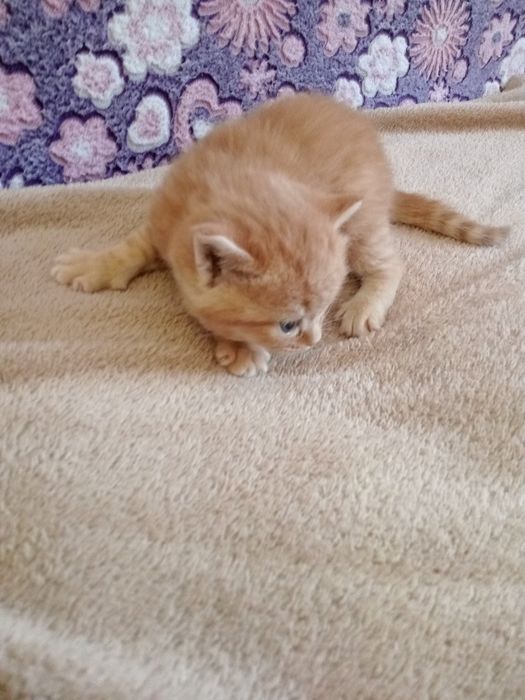 Британский котята