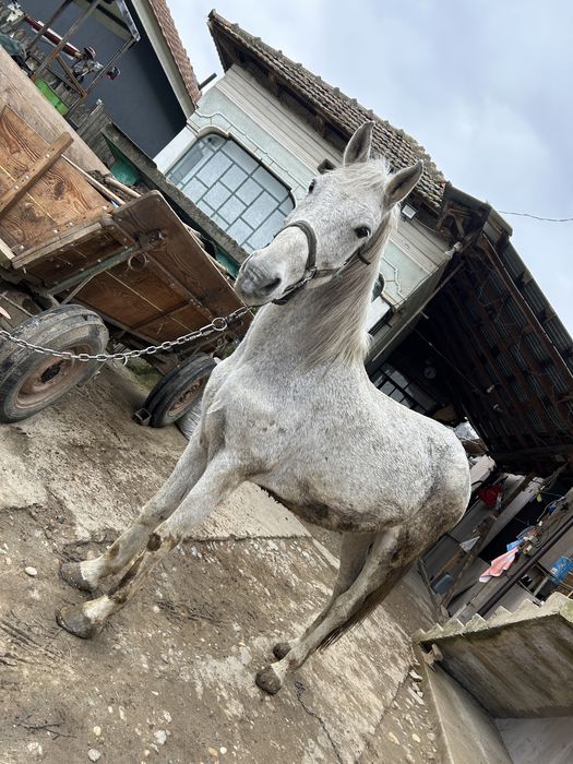 Disponibil de vanzare este castrat