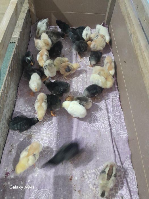 Vand pui 34 de bucati cu 13 lei bucat pe ale  sunt si vaccinat