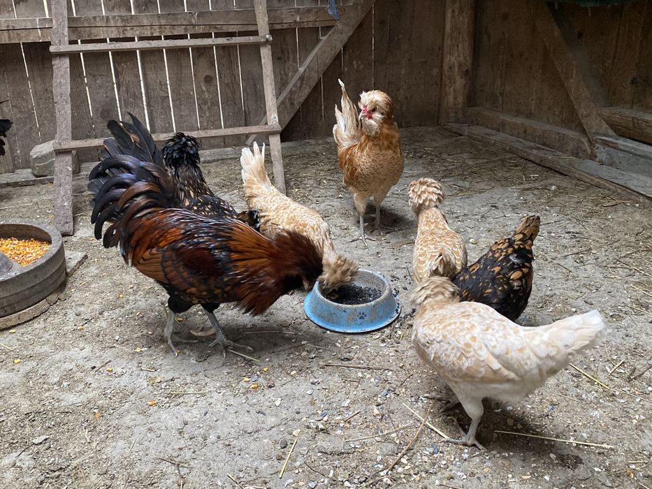 Oua Australorp alb