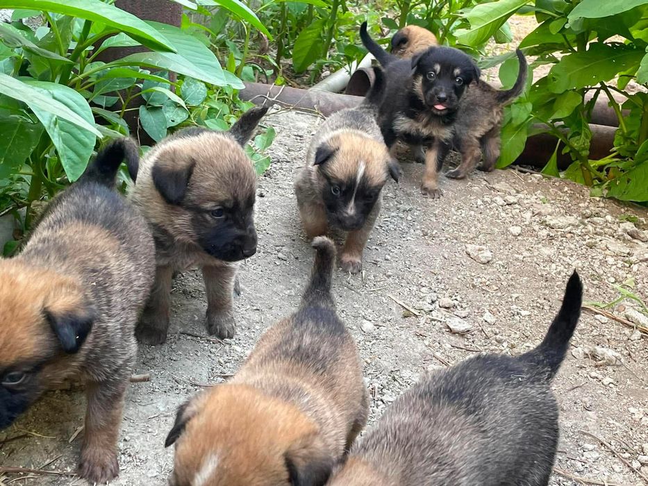 Adoptie/Donez căței