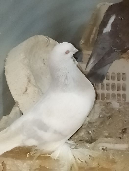 kabutar sotiladi ikta bita bilas ikinji roian dvuhchubi