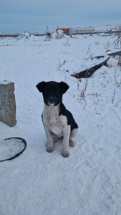 Щенки в добрые руки