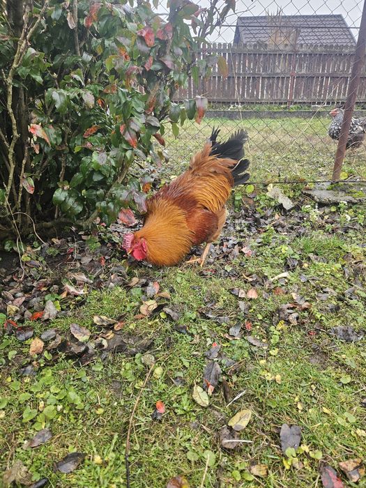 Cocos de vanzare s-au schimb puicute