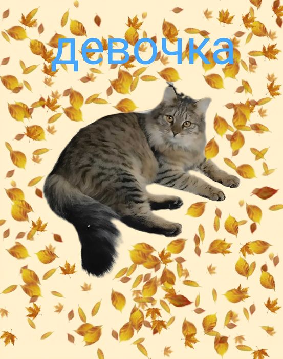 Пристраивается кошечка