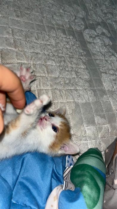 Котенок мальчик в хорошие руки