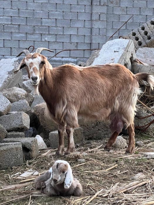 Ешкы сатлады срочно