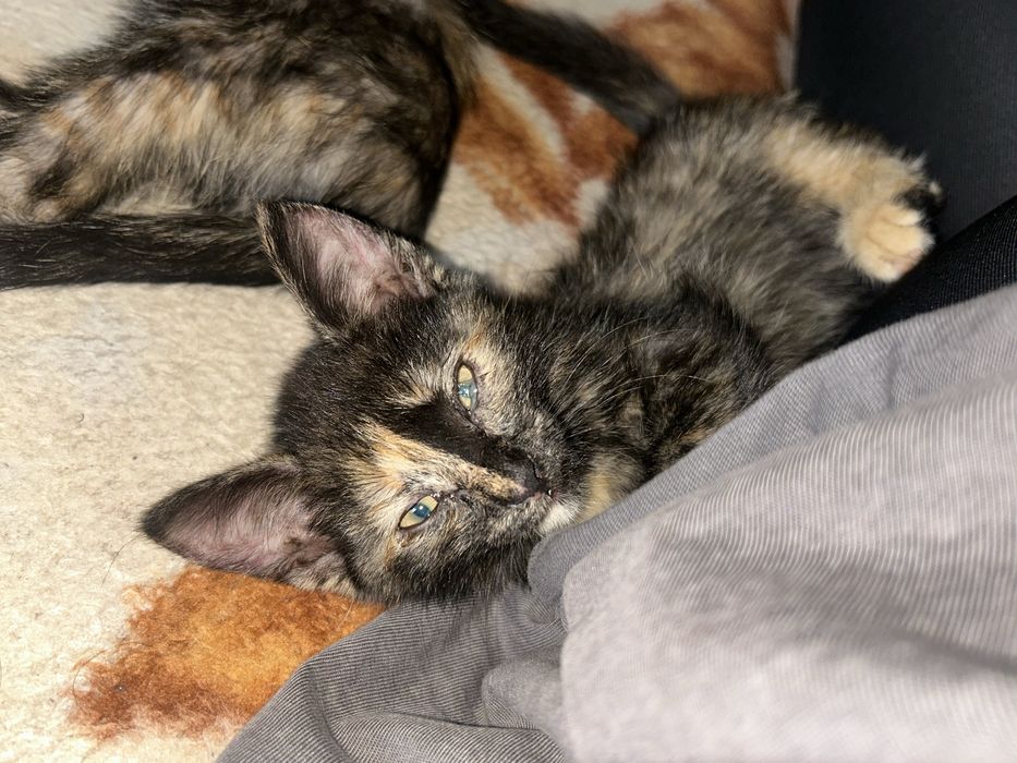 Отдам даром двух котят