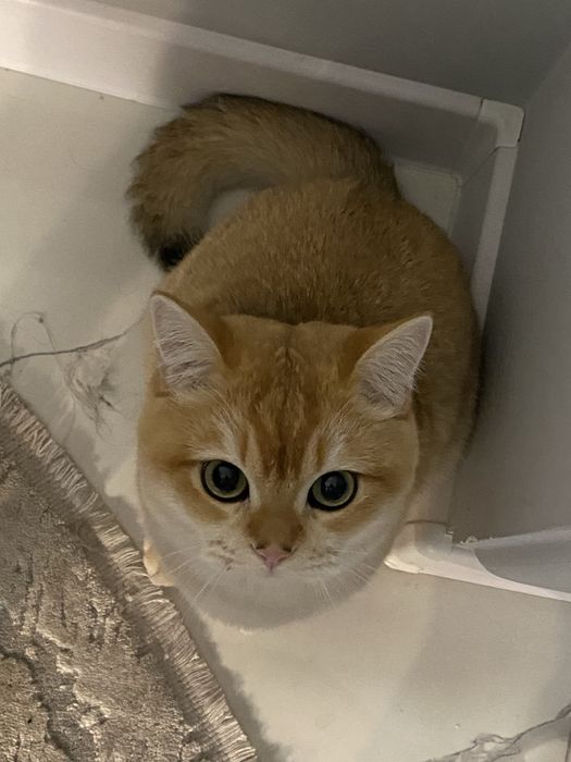 Британская Золотая Шиншила