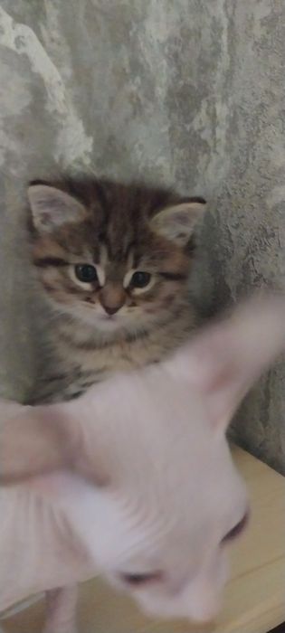Маленькая девочка.