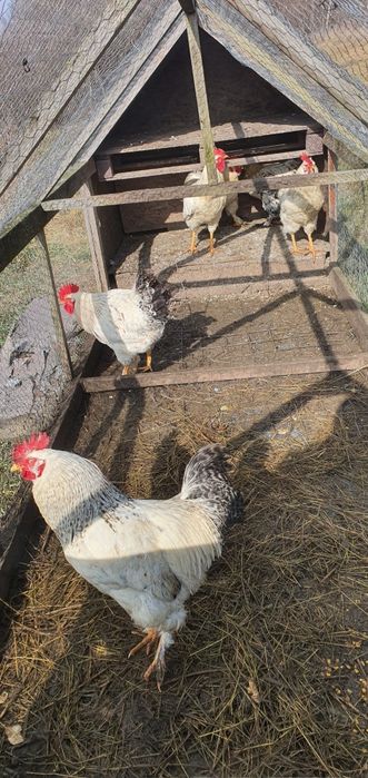 Cocosi din 2025, 1 cocos schimb