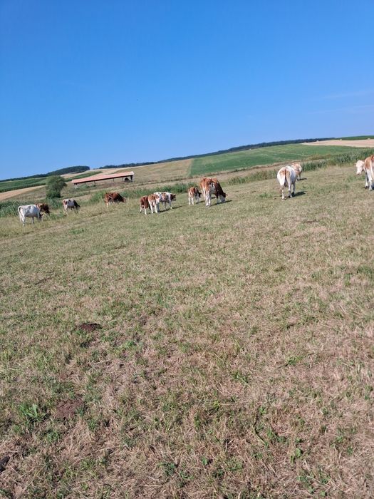 Vănd 11 vaci și un taur