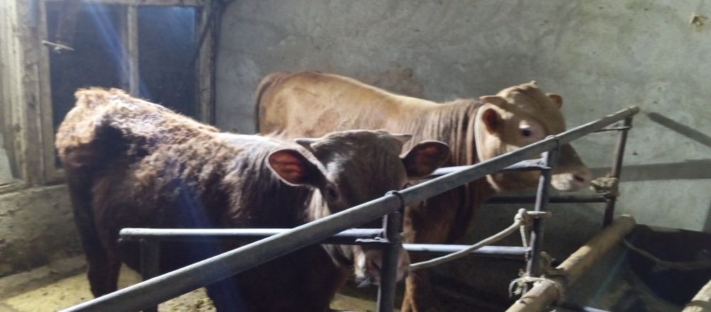 Сатылады 2 бука 1 сыир