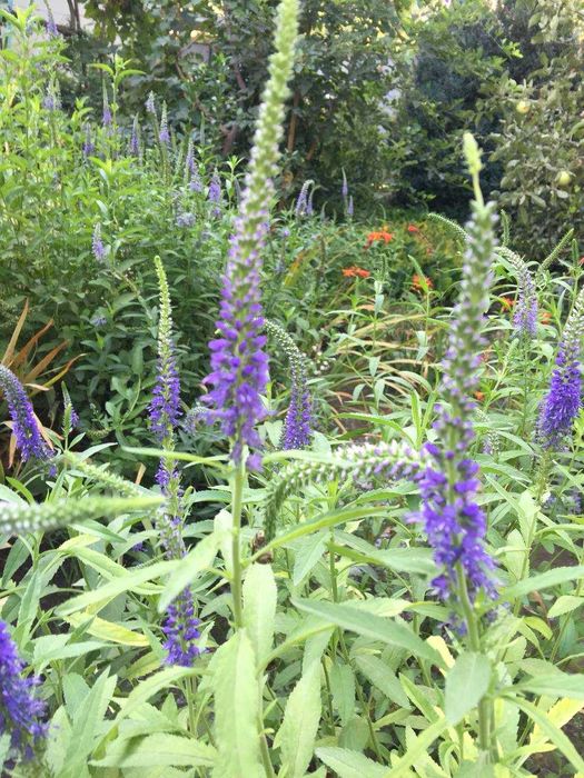 вероника - многолетние растение с красивыми фиолетовыми соцветиями