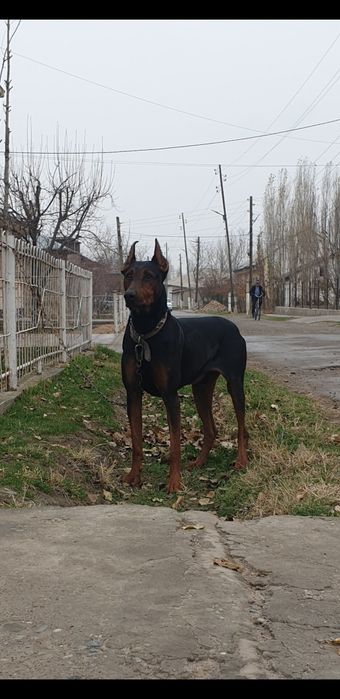Doberman bolalariga OLDINDAN ZAKAZ OLAMIZ
