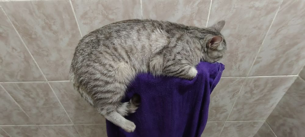 Отдам в хорошие руки