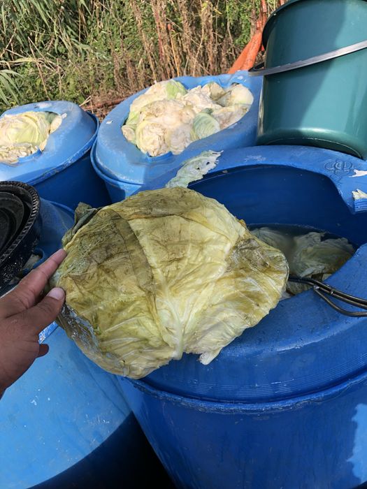 Varza murata romanească cu frunză subtire