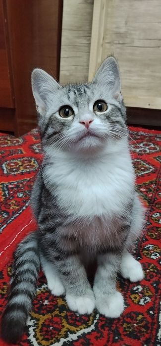 Хадияга берилади Британский Шиншилла