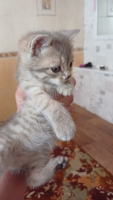 Возьмите котёнка
